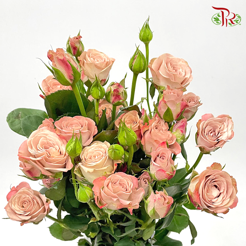Rose Spray - Cappuccino (10 Stems)-Cappuccino-China-prflorist.com.my