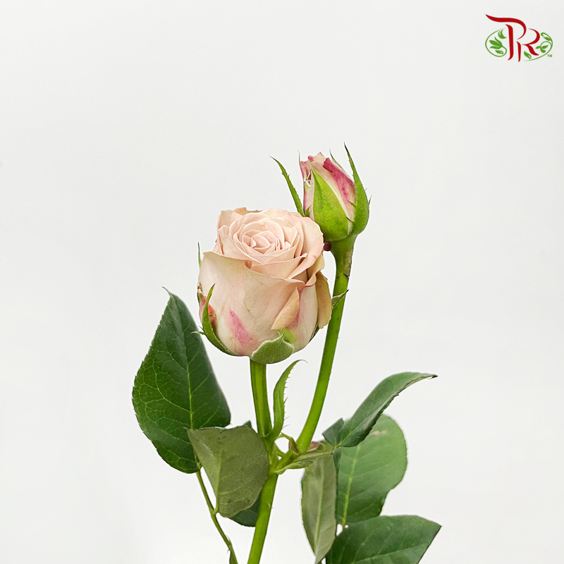 Rose Spray - Cappuccino (10 Stems)-Cappuccino-China-prflorist.com.my