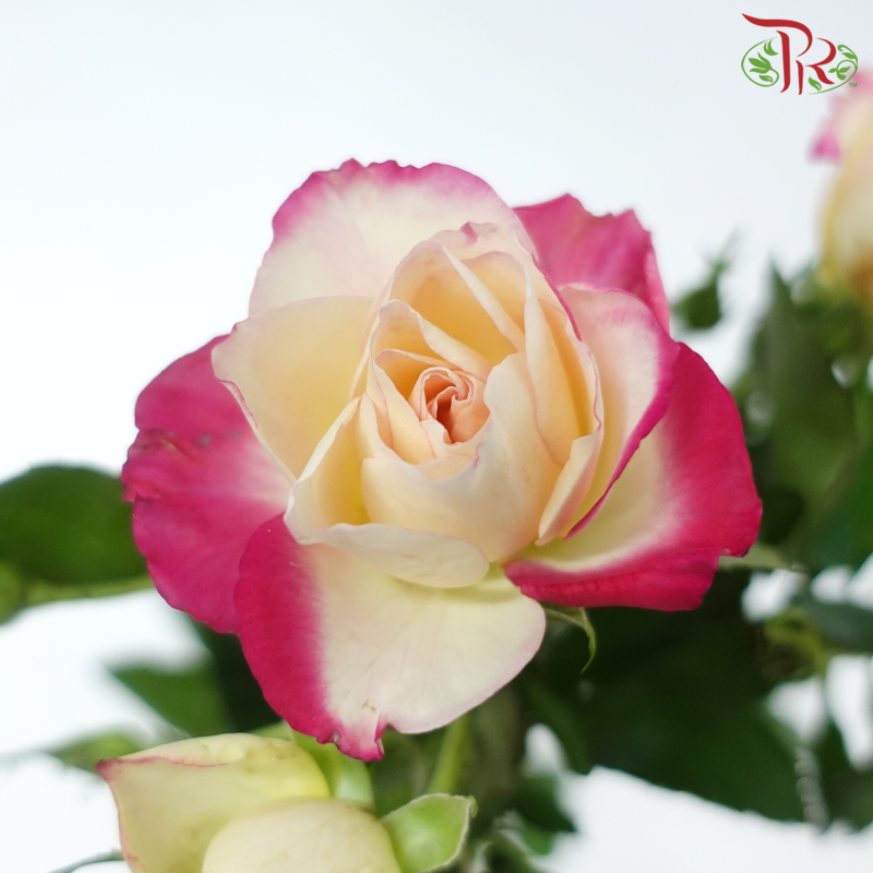 Rose Spray - Champagne With Pink Lining (Per Bunch)-Champagne With Pink Lining-China-prflorist.com.my