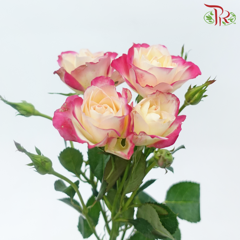 Rose Spray - Champagne With Pink Lining (Per Bunch)-Champagne With Pink Lining-China-prflorist.com.my