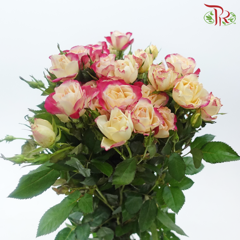 Rose Spray - Champagne With Pink Lining (Per Bunch)-Champagne With Pink Lining-China-prflorist.com.my