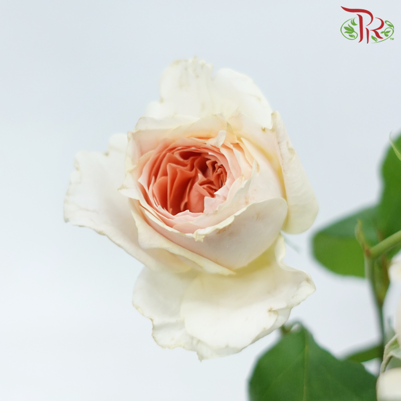 Rose Spray - Cheering Squad Apricot (Per Bunch)-Apricot-China-prflorist.com.my
