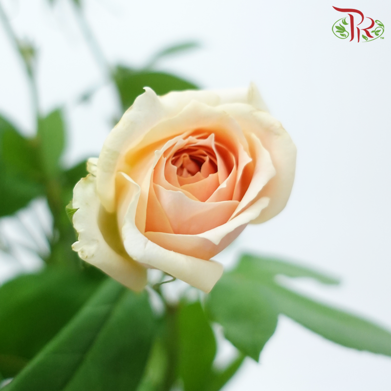 Rose Spray - Cheering Squad Apricot (Per Bunch)-Apricot-China-prflorist.com.my