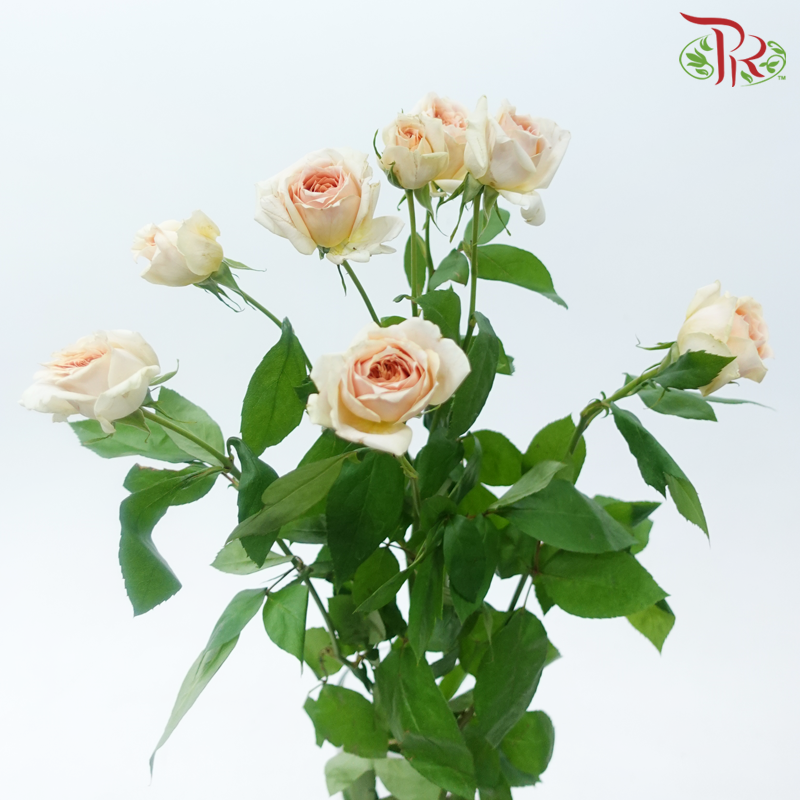 Rose Spray - Cheering Squad Apricot (Per Bunch)-Apricot-China-prflorist.com.my