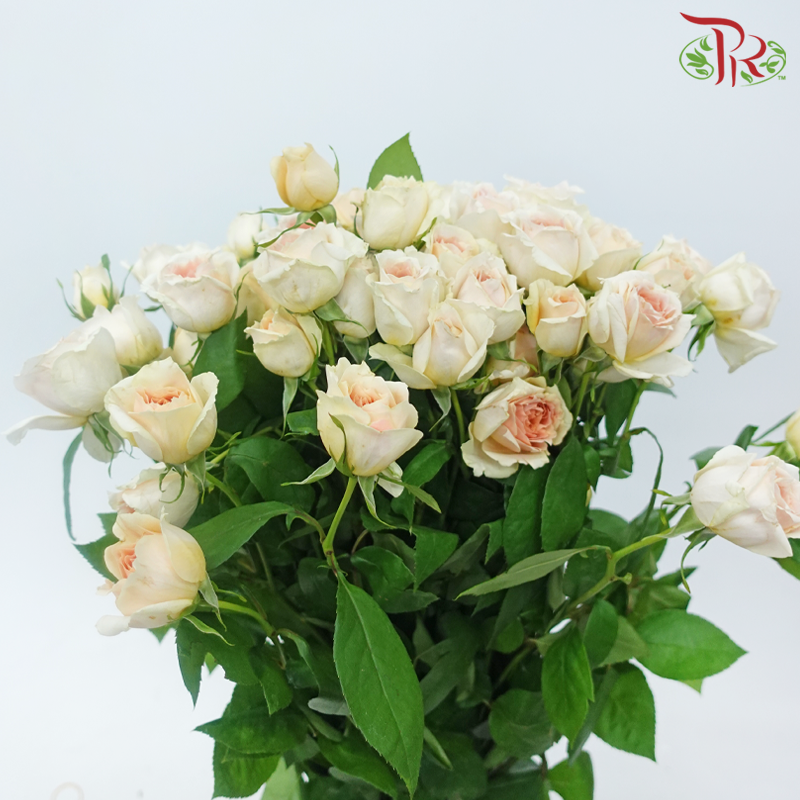 Rose Spray - Cheering Squad Apricot (Per Bunch)-Apricot-China-prflorist.com.my