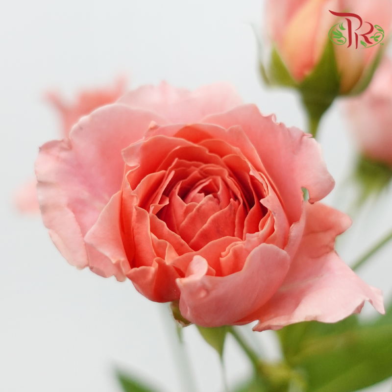 Rose Spray - Cheering Squad Pink (10 Stems)-Pink-China-prflorist.com.my