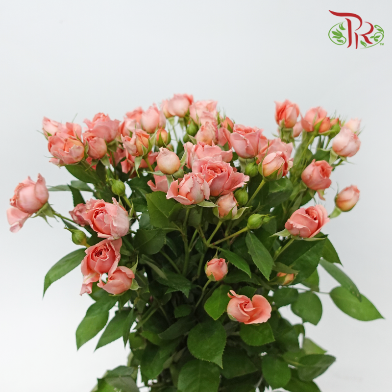 Rose Spray - Cheering Squad Pink (10 Stems)-Pink-China-prflorist.com.my