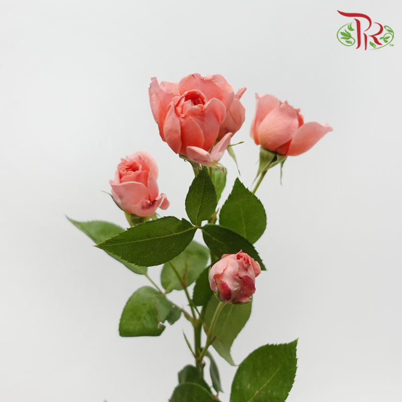 Rose Spray - Cheering Squad Pink (10 Stems)-Pink-China-prflorist.com.my