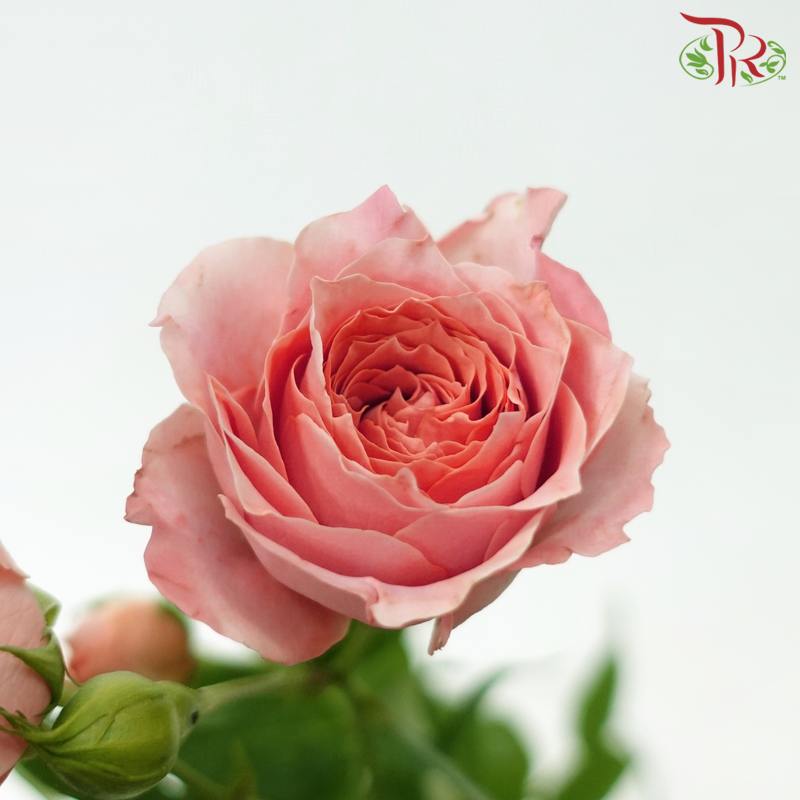Rose Spray - Cheering Squad Pink (10 Stems)-Pink-China-prflorist.com.my