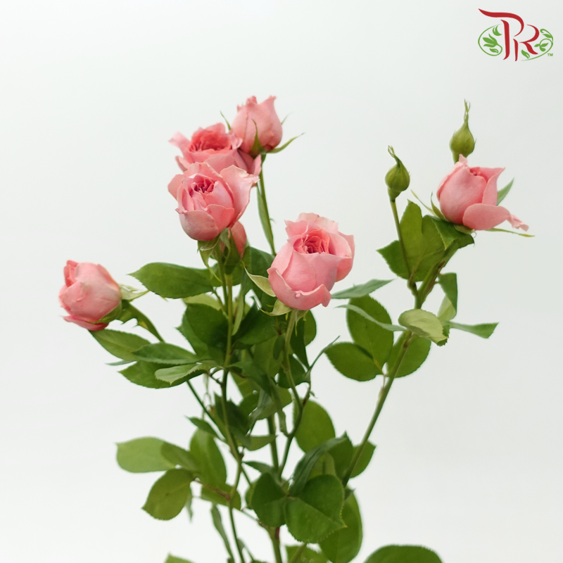 Rose Spray - Cheering Squad Pink (10 Stems)-Pink-China-prflorist.com.my