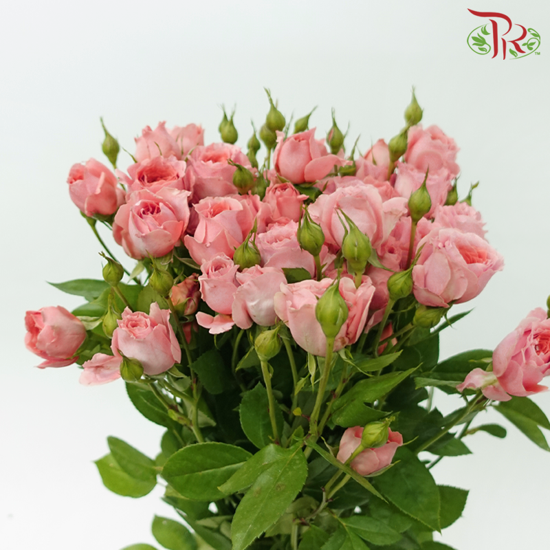 Rose Spray - Cheering Squad Pink (10 Stems)-Pink-China-prflorist.com.my