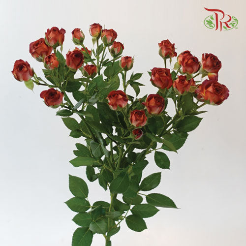 Rose Spray - Chocolate Bubble (10 Stems)-Brown-China-prflorist.com.my
