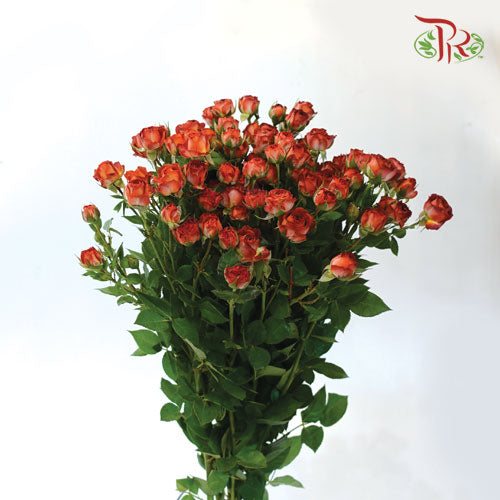 Rose Spray - Chocolate Bubble (10 Stems)-Brown-China-prflorist.com.my