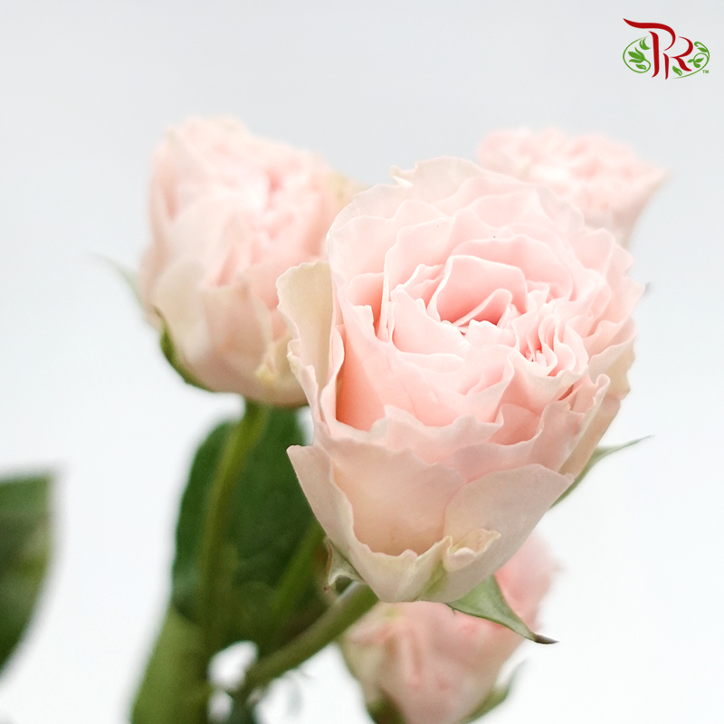 Rose Spray - Coral Bubble (10 Stems)-Pink-China-prflorist.com.my