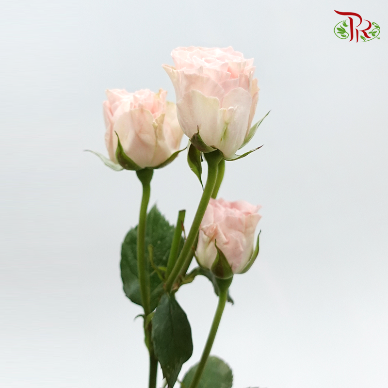 Rose Spray - Coral Bubble (10 Stems)-Pink-China-prflorist.com.my