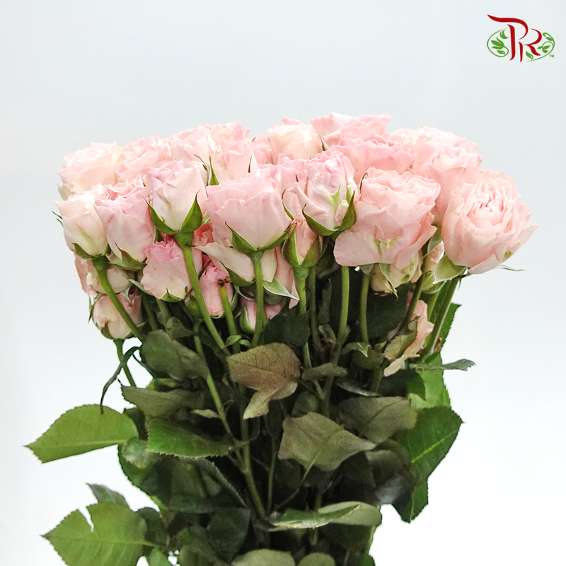 Rose Spray - Coral Bubble (10 Stems)-Pink-China-prflorist.com.my