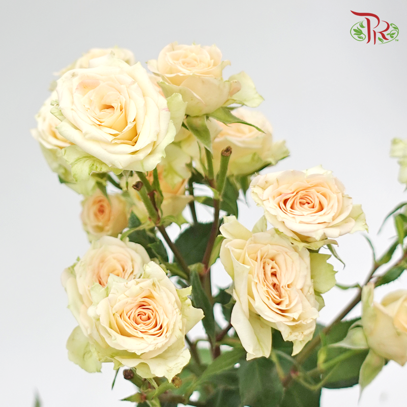 Rose Spray - Cream (10 Stems)-Cream-Kenya-prflorist.com.my