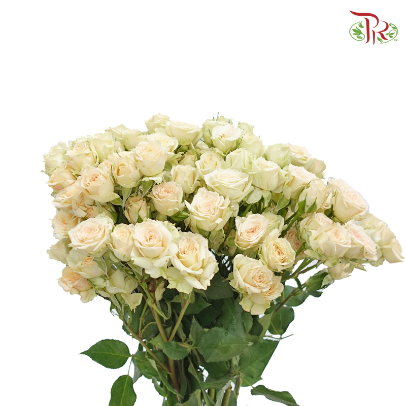 Rose Spray - Cream (10 Stems)-Cream-Kenya-prflorist.com.my