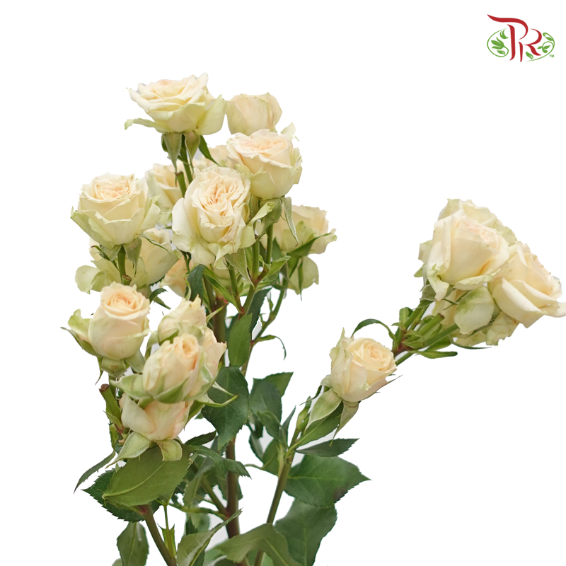 Rose Spray - Cream (10 Stems)-Cream-Kenya-prflorist.com.my