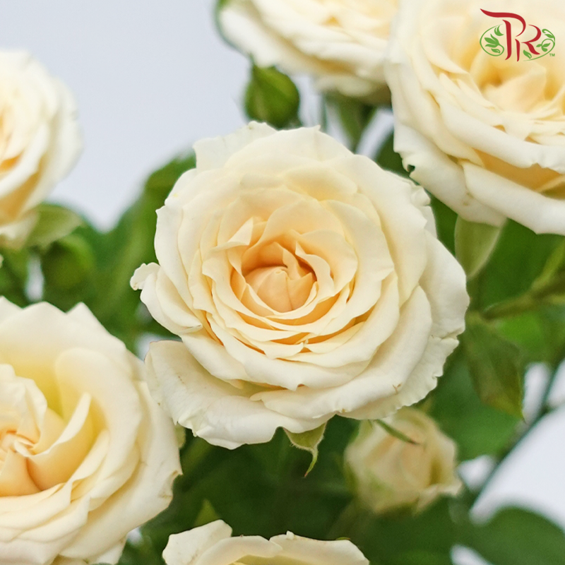 Rose Spray - Cui Ni Ti (Per Bunch)-Light Champagne-China-prflorist.com.my