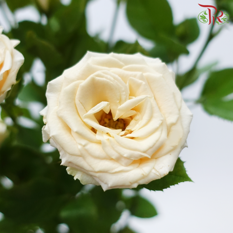 Rose Spray - Cui Ni Ti (Per Bunch)-Light Champagne-China-prflorist.com.my