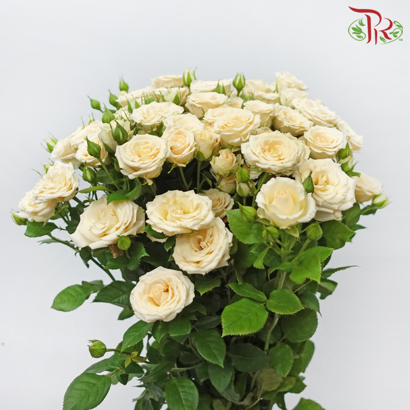 Rose Spray - Cui Ni Ti (Per Bunch)-Light Champagne-China-prflorist.com.my