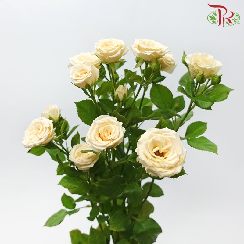 Rose Spray - Cui Ni Ti (Per Bunch)-Light Champagne-China-prflorist.com.my