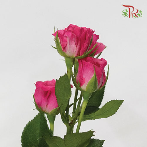 Rose Spray - Dark Cherry Pink (5 Stems)-Pink-Netherland-prflorist.com.my