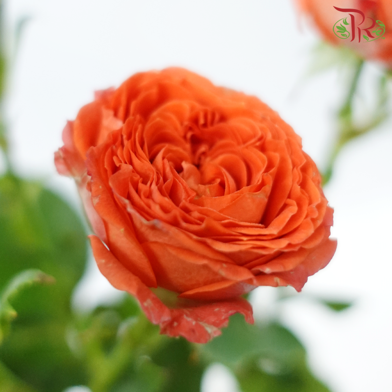Rose Spray - Dark Orange (10 Stems)-Dark Orange-China-prflorist.com.my