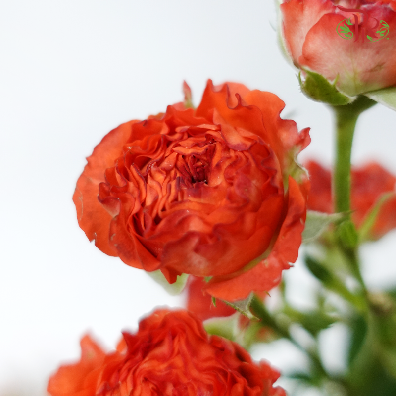 Rose Spray - Dark Orange (10 Stems)-Dark Orange-China-prflorist.com.my