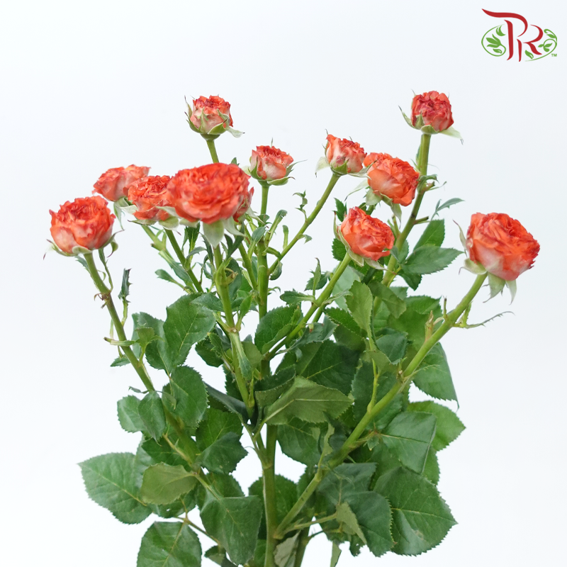 Rose Spray - Dark Orange (10 Stems)-Dark Orange-China-prflorist.com.my