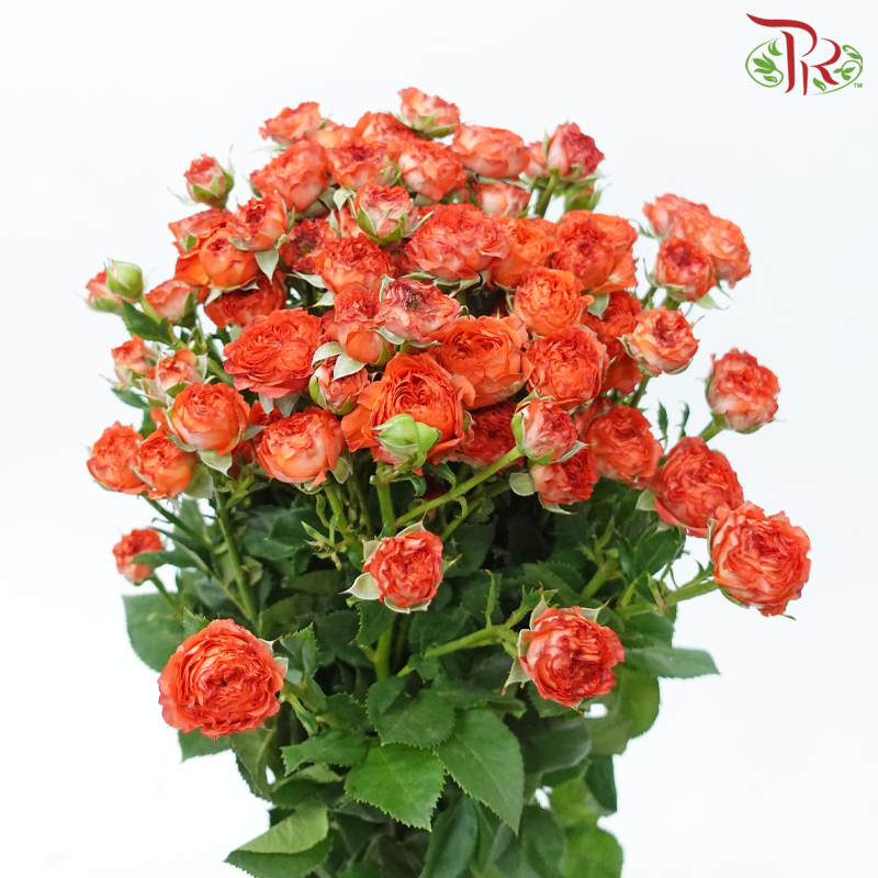 Rose Spray - Dark Orange (10 Stems)-Dark Orange-China-prflorist.com.my