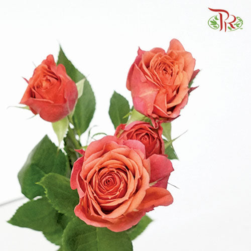 Rose Spray - Dark Pink (10 Stems)-Pink-Kenya-prflorist.com.my
