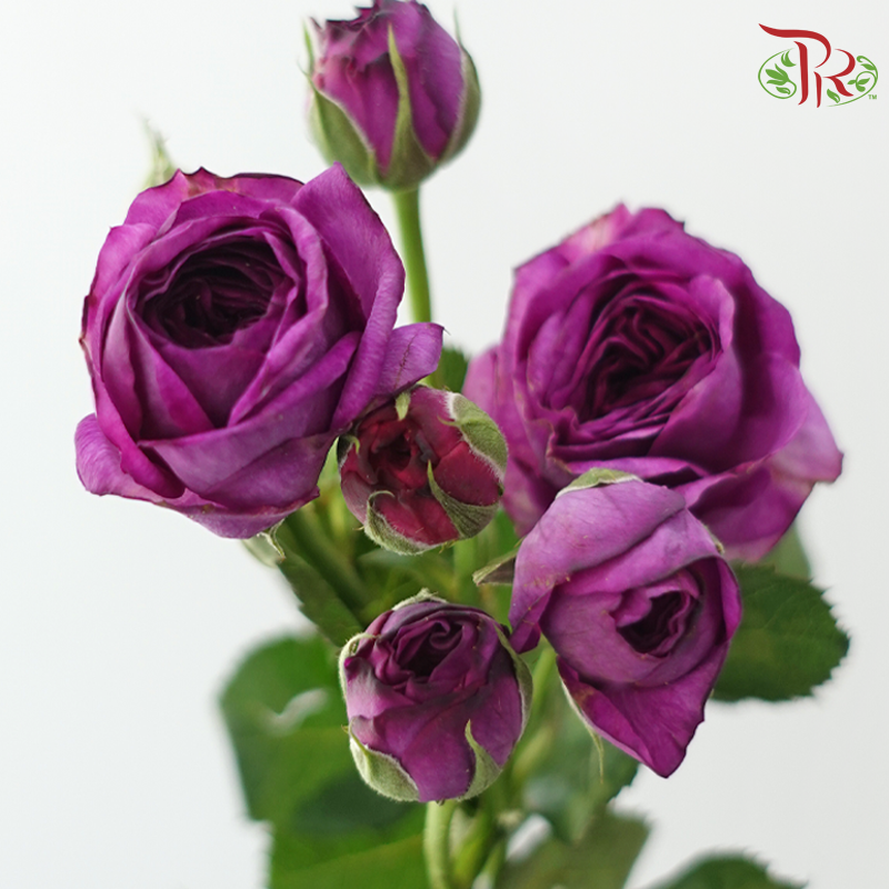 Rose Spray - Dark Purple (10 Stems)-Purple-China-prflorist.com.my