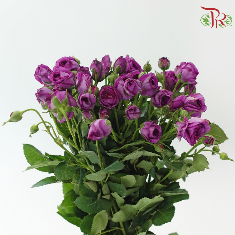Rose Spray - Dark Purple (10 Stems)-Purple-China-prflorist.com.my