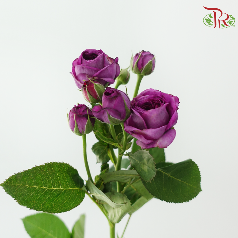 Rose Spray - Dark Purple (10 Stems)-Purple-China-prflorist.com.my