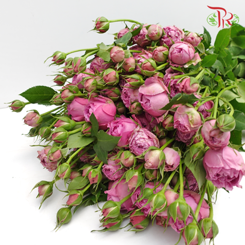 Rose Spray - Dense Fog Bubble (10 Stems)-Purple-China-prflorist.com.my