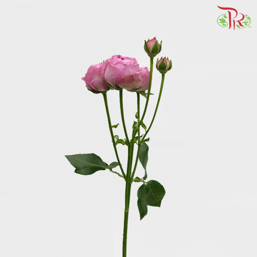 Rose Spray - Dense Fog Bubble (10 Stems)-Purple-China-prflorist.com.my