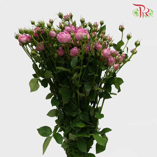 Rose Spray - Dense Fog Bubble (10 Stems)-Purple-China-prflorist.com.my