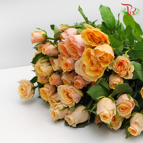 Rose Spray - Dotey Lover (10 Stems)-Orange-China-prflorist.com.my