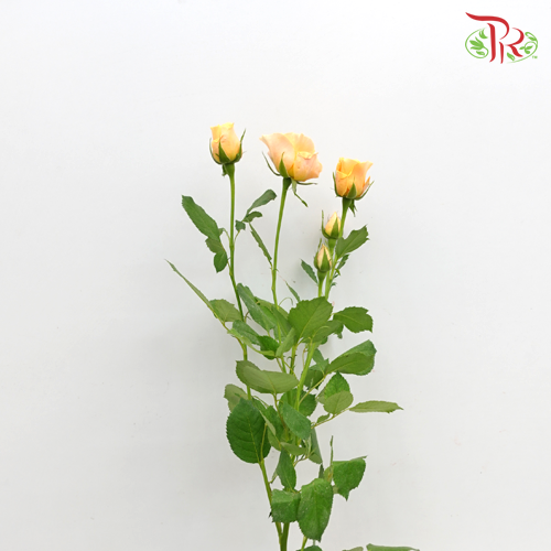 Rose Spray - Dotey Lover (10 Stems)-Orange-China-prflorist.com.my