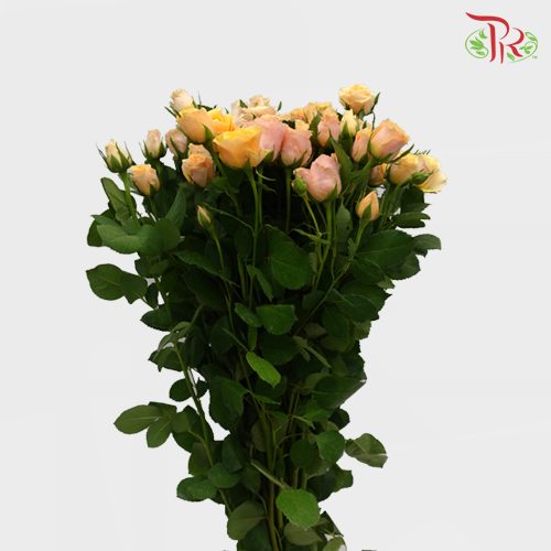 Rose Spray - Dotey Lover (10 Stems)-Orange-China-prflorist.com.my