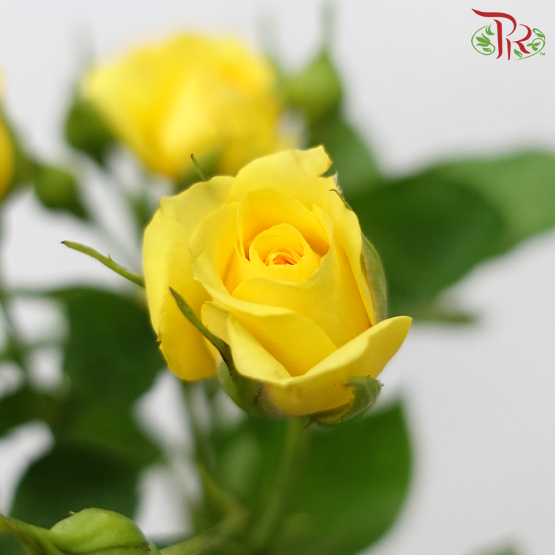 Rose Spray - Dream Bobbi (10 Stems)-Yellow-China-prflorist.com.my