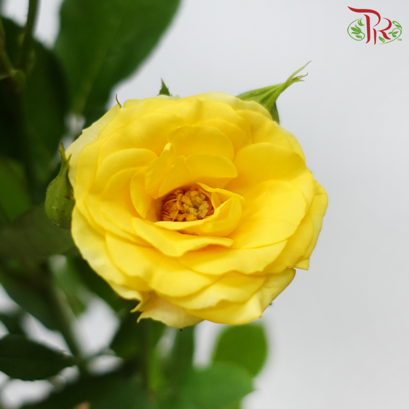Rose Spray - Dream Bobbi (10 Stems)-Yellow-China-prflorist.com.my