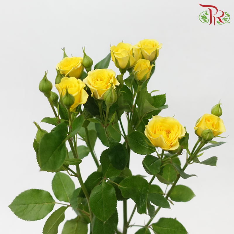 Rose Spray - Dream Bobbi (10 Stems)-Yellow-China-prflorist.com.my