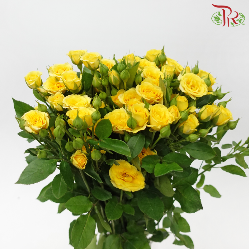 Rose Spray - Dream Bobbi (10 Stems)-Yellow-China-prflorist.com.my
