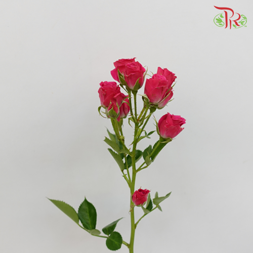 Rose Spray - Eileen (10 Stems)-Pink-Kenya-prflorist.com.my