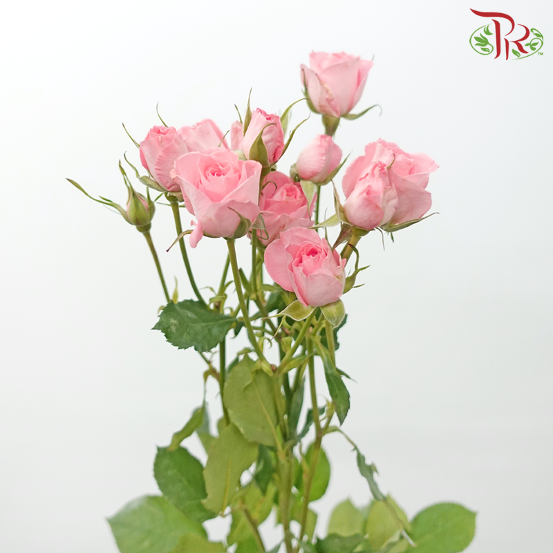 Rose Spray - Elegant Lover / Sweetheart (10 Stems)-Pink-China-prflorist.com.my