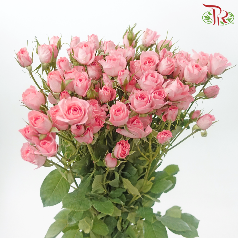 Rose Spray - Elegant Lover / Sweetheart (10 Stems)-Pink-China-prflorist.com.my