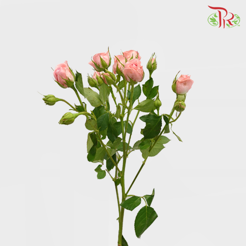 Rose Spray - Elegant Lover / Sweetheart (10 Stems)-Pink-China-prflorist.com.my